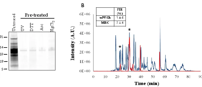 Figure S2.2: GeLC-MS/MS analysis of protein S-nitrosocysteine. (A) Representative short (approximately 2 cm) colloidal blue-stained protein gels of MRC protein capture from WT mouse liver that were processed by GeLC-MS/MS analysis