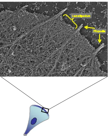 Figure 1-2: Structure of Distinct Actin Cytoskeletal Leading Edge Features – The actin cytoskeleton in lamellipodia and filopodia are displayed in higher resolution under platinum replica electron microscopy analysis