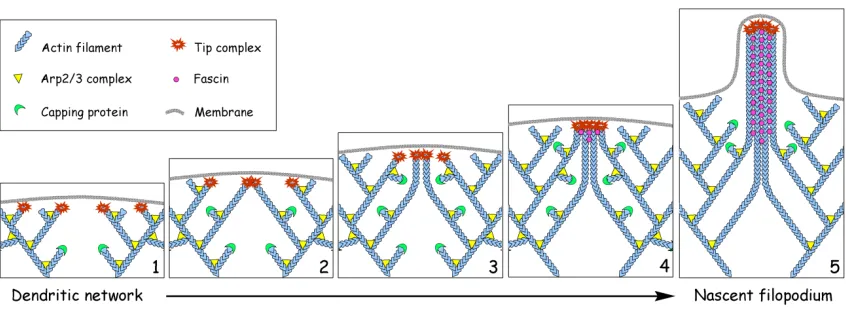 Figure 1-3: Model of Filopodia Formation - This schematic shows the localization and implied function of various proteins involved in filopodia formation