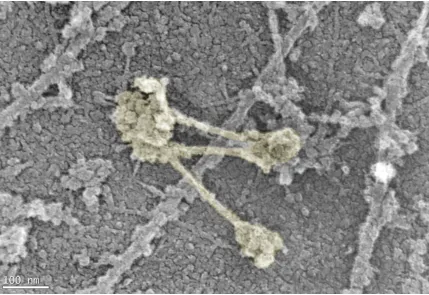Figure 1-5: Bipolar Myosin Filament – Platinum replica electron microscopy reveals high-resolution architecture of myosin filaments (colored)