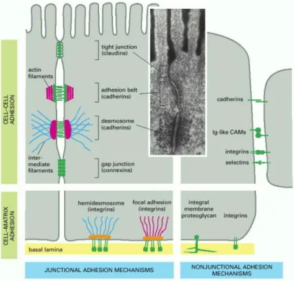 Figure 1-6: Cell-Cell and –Substrate Adhesion – Various types of cell-cell and cell-substrate adhesion are described in this schematic