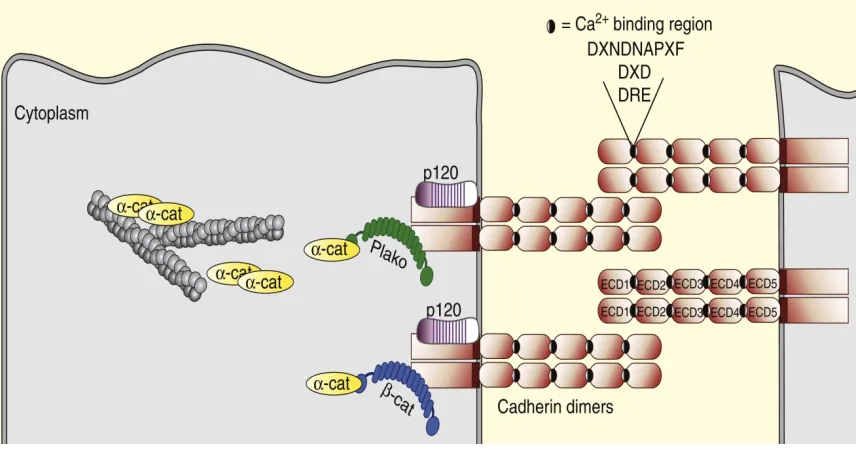 Figure 1-7: Calcium Mediated Cadherin Interaction and Intracellular Linkage to the Cytoskeleton – Calcium mediated cadherin interactions form zipper-like structures