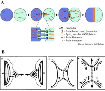 Figure 1-8: Proposed Models Describing the Initiating Events of Cell-Cell Adhesion (A) Schematic representing the filopodia initiating model, also known as the zippering model
