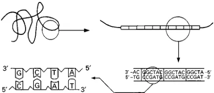 Figure 1Schematic description at four increasing levels ofmagnification for DNA and VNTRs.
