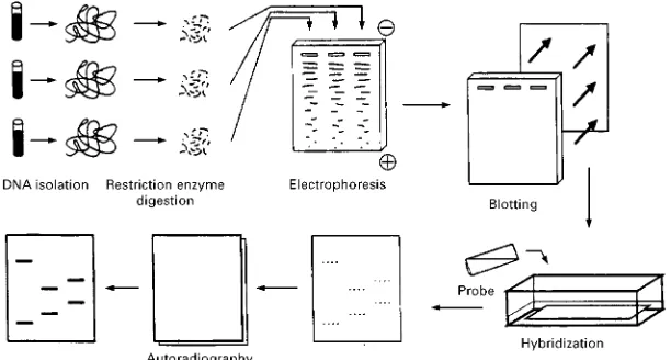 Figure 2Schematic description of the main steps in RFLP typing.
