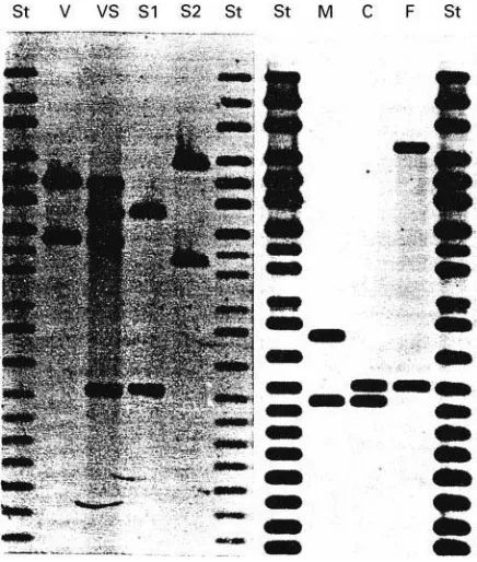 Table 1Selection of some of the main DNA loci analysed by the various DNA typing methods