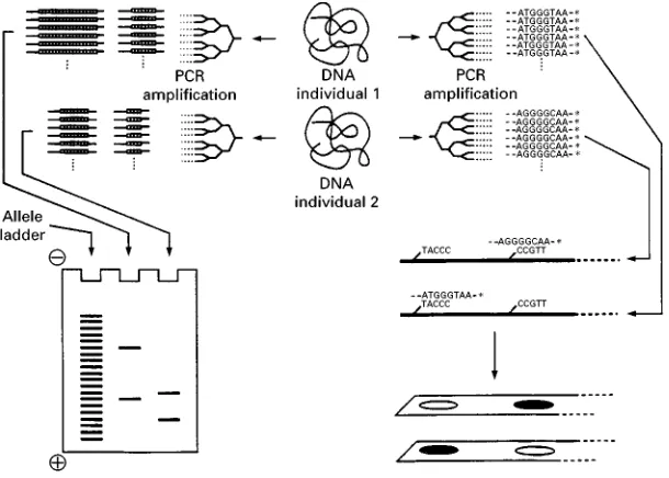 Figure 4A PCR amplification for AMP-FLP typing (left) and reverse dotIblot analysis (right).