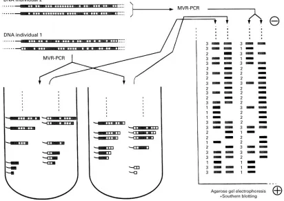 Figure 5Schematic description of MVR-PCR.