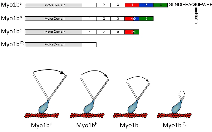 Figure 2.1 – Myosin Ib (myo1b) isoforms used in this study