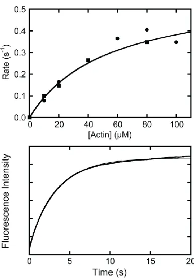 Figure 2.7 - Steady-state ATPase rate and phosphate release from myo1bIQ 