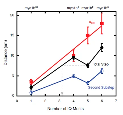 Figure 2.10 – Force dependence as measured by distance parameter (d) is directly related to the length of the lever arm of myo1b 