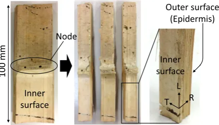 Fig. 1 Bamboo piece infested with D. minutus, split into threespecimens. The holes and tunnels seen from outside were produced byadult beetles