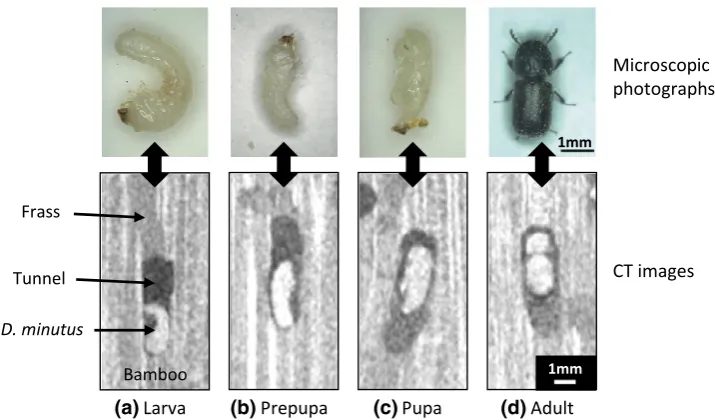 Fig. 3 Life stages ofin CT images are not the sameas in the microscopicmicroscopic photographs((minutus D