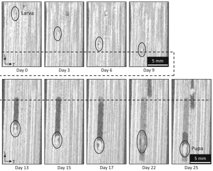 Fig. 4 CT images representing the movement of a larva. Dashed lines indicate the same height