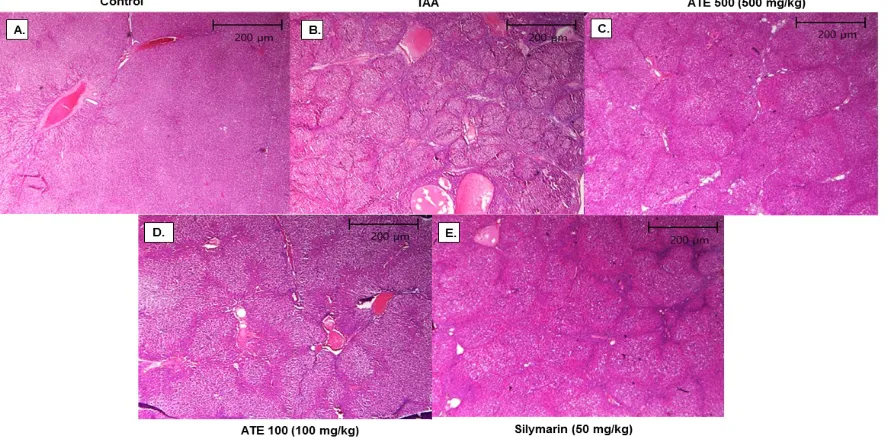 Fig. 5: Effect of ATE on histomorphology using hematoxylin and eosin (HE) stain of TAA-induced rat liver tissues Liver tissue samples fixed in Bouin’s solution and sections were stained with HE and observed under light microscopy