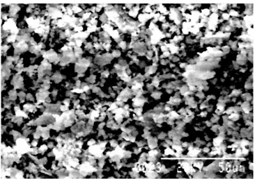Fig. 8. FE-SEM of HAp powder synthesized from Bovine Bone 