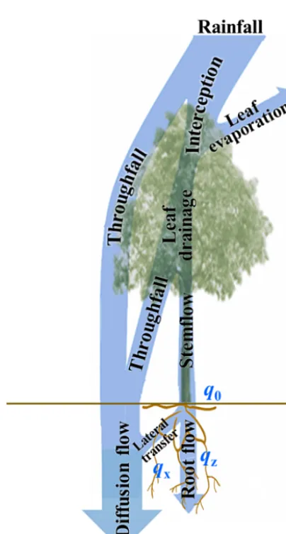Figure 1. Stem–root ﬂow conceptual diagram. Leaf drainage in themodel can be separated into throughfall and stemﬂow
