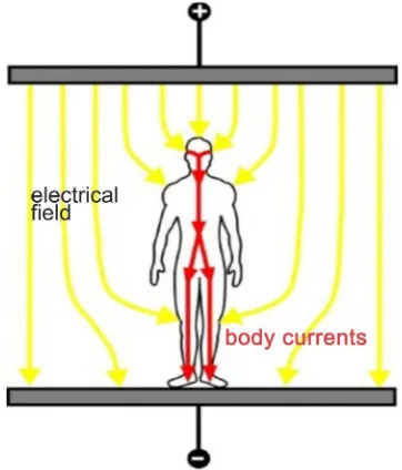 Figure 3. An external extremely low frequency magnetic field causes eddy currents in the human body