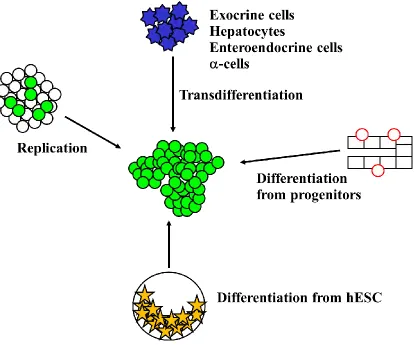 Figure 1.1. The mechanisms by which new fully functional β-cells can be generated. 