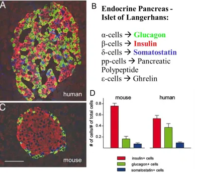 Figure 1.2: Anatomy of the mouse and human islet. 