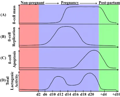 Figure 1.4: β-cell dynamics during pregnancy in the mouse. 