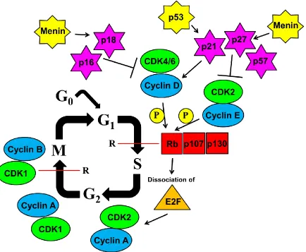 Figure 1.5: Regulation of β-cell proliferation by cell cycle genes. 