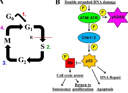 Figure 1.6: Challenges that need to be overcome to successfully expand functional β-cells by proliferation in vitro