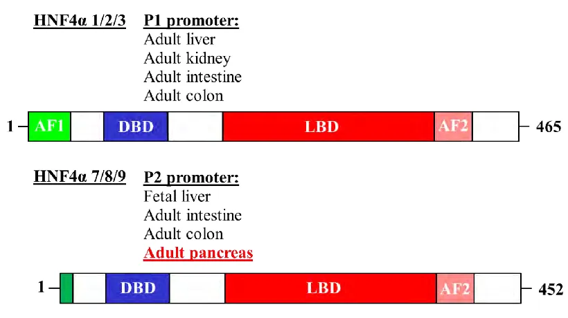 Figure 1.7: HNF4α isoforms and their functional domains. 