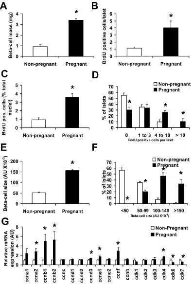 Figure 2.1: β-Cell proliferation with β-cell hypertrophy dramatically increase β-cell 