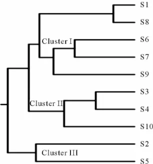 Figure 3. Dendrogram of the “Som” geno-types using cluster analysis method pro-duced from Jaccards estimates