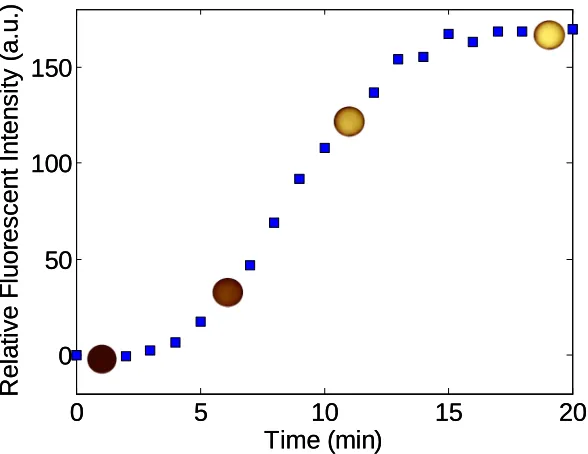 Figure 2.8beads due to continuous illumination from an epifluorescence microscope. This plot demonstrates that the shutter on the microscope should only be opened briefly when   acquiring an image to avoid autofluorescence that may confound with fluorescen