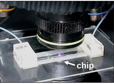 Figure 3.2 : A photograph of the experimental chip mounted on the stage of an upright epifluorescence microscope