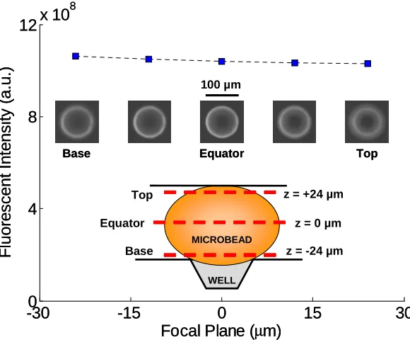 Figure 3.4  : The bottom surface of an agarose bead partially covered with bound QDots (20x objective)
