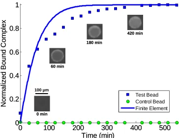 Figure 3.9: Normalized total bound complex as a function of time. The symbols and line correspond, respectively, to experimental data and theoretical predictions