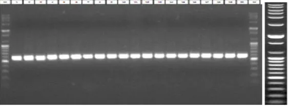 Figure 2. PCR profiles produced by matK loci [20 samples]. 