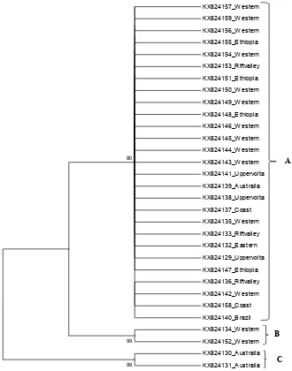 Figure 15. psbK_psbL loci: Phenogram of NJ cluster analyses. The phylogenetic tree based on pbsK_pbsL gene sequences, constructed using the NJ algorithm