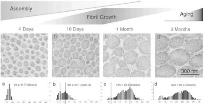 Figure 1.11: Collagen fibril structure during development in mouse tendons. Transmission electron micrographs of transverse sections from mouse flexor tendons and the diameter distributions at each developmental stage from normal mice (a-d)