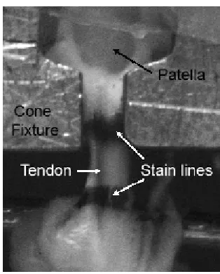 Figure 2.3:  Example of the set up for tensile testing of mouse patella tendon. 