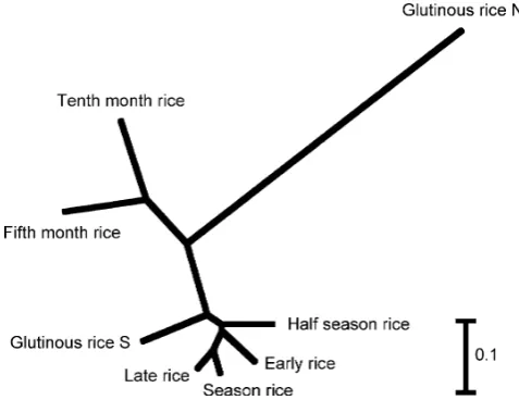 Fig. 2 A phylogenic tree based on Nei’s genetic distances amongeight Vietnamese rice groups.