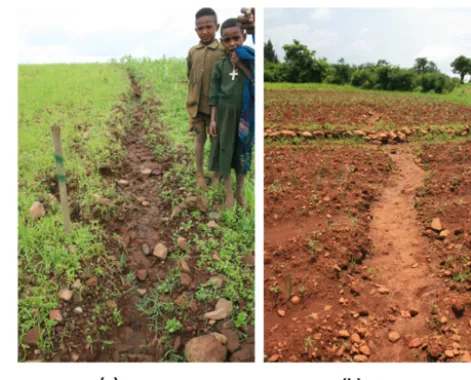 Figure 3. Typical surfaces with poor inﬁltration on hillslopes inplough pan with typical plough marks