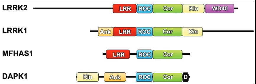 Figure 1-2. Human ROCO proteins.  Schematics to scale for each of the ROCO proteins expressed in 