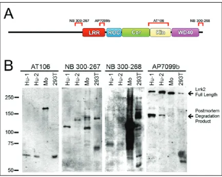 Figure 1-5. Characterization of LRRK2 antibodies. A. Schematic of LRRK2 and its 
