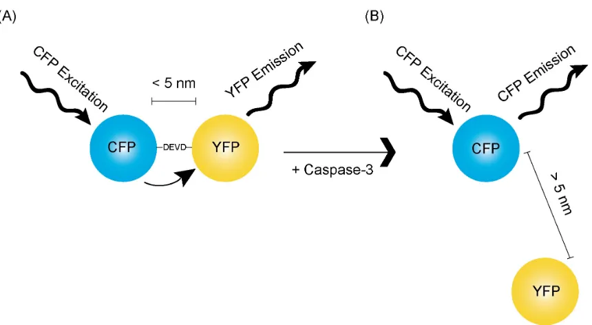 Figure 1.4.  Schematic of FRET and its use in a reporter for caspase-3 activity.  (A) In an activatable 