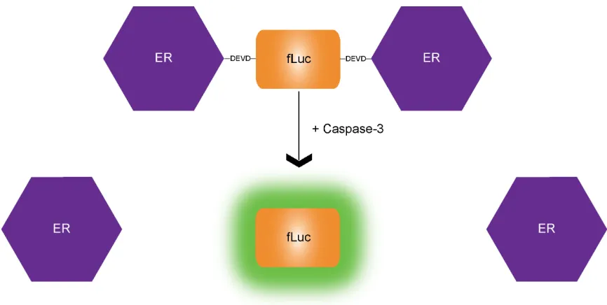 Figure 1.5.  Schematic of ER-fLuc-ER sensor for caspase-3.  Under normal cellular conditions, the large 