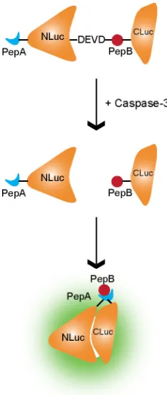 Figure 1.6.  Schematic of split fLuc reporter for caspase-3.  Under normal conditions, the NH2- and 