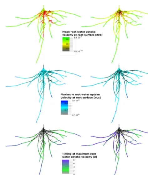Figure 7. Root water uptake dynamics in a ﬁxed root geometry withtwo different hydraulic parameterizations