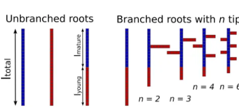 Table 1 for details). Furthermore, gravitational potential wasneglected within the simple model