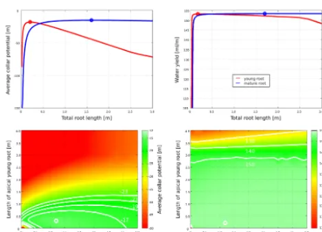 Figure 3. Effort ˜w (left) and water yield ˜v (right) in unbranched sin-gle roots, depending on the proportion of young and mature roots.Data was obtained with the simple model