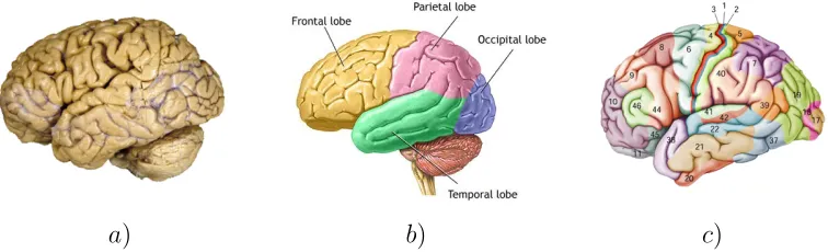 Figure 1.1: a) An image of an ex-vivo human brain in which the forebrain and hindbrainare visible (image adapted from [277]) b) Each hemisphere of the the forebrain is dividedinto four lobes as illustrated here (image adapted from [204]) c) Brodmann proposed alabeling of the brain surface based upon cytoarchitectural features of the brain (imageadapted from [276])