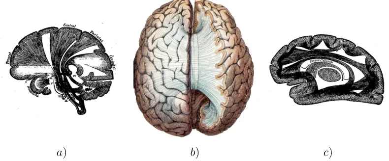 Figure 1.2: Cortical regions communicate via the white matter which consists of: a)the projection ﬁbers that connect the cortex to the lower brain and spinal cord (imageadapted from [308]) b) the commisural ﬁbers that connect the hemispheres of the brain(image adapted from [307]) c) the association ﬁbers the provide both long and shortrange intra-hemispheric connections (image adapted from [308]).